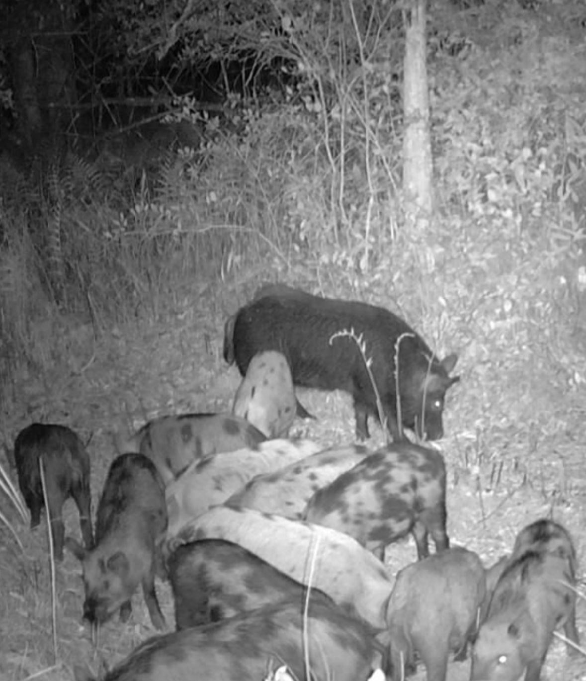 Night trail-camera photo of a sounder of more than a dozen wild hogs feeding at the edge of the woods
